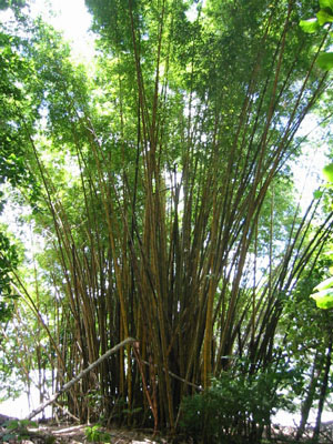 Amérique Centrale, Costa Rica, Montezuma, bosquet de bambous