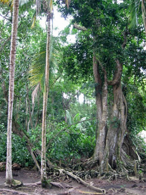 Amérique Centrale, Costa Rica, Puerto Viejo, jungle