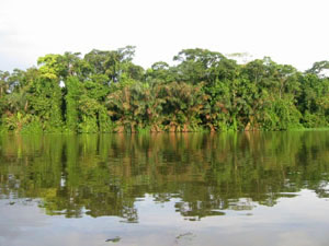 Amérique Centrale, Costa Rica, Tortuguero, jungle se refletant dans la rivière