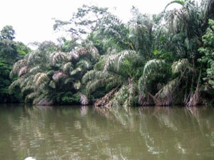 Amérique Centrale, Costa Rica, Tortuguero, jungle se refletant dans la rivière