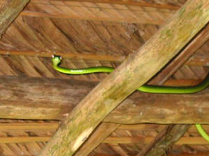 Amérique Centrale, Costa Rica, Tortuguero, serpent sous le toit de palmes