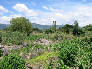 Amérique centrale, Guatemala, nature dans les environs du lac attitlan