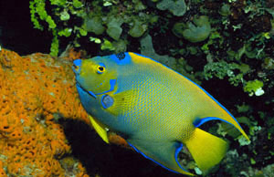 Amérique Centrale, Honduras, Caraïbes, Roatan, angelfish