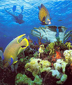 Amérique Centrale, Honduras, Caraïbes, Roatan, angelfish