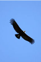 Condor en vol