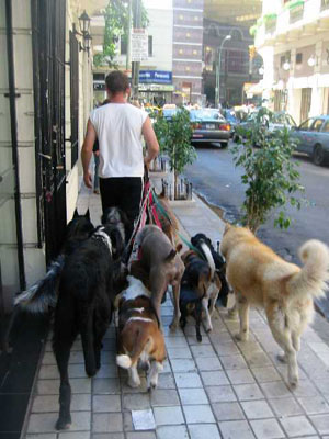Argentine, Buenos Aires, profession: promeneur de chien