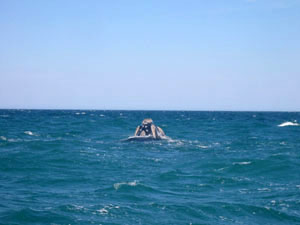 Argentine, Patagonie, Peninsula Valdes, tete de baleine sortant de l'eau