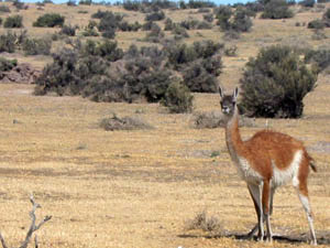 Argentine, Patagonie, Peninsula Valdes, guanaco dans paysage arride