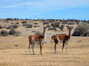 Argentine, Patagonie, Peninsula Valdes, guanacos dans paysage arride