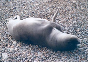 Argentine, Patagonie, Peninsula Valdes, phoque dormant sur la plage