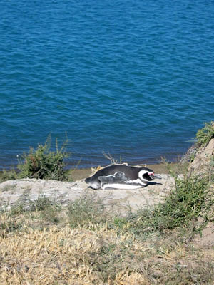 Amérique Centrale, Argentine, Peninsula Valdes, pinguin couche