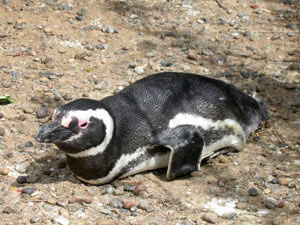 Amérique Centrale, Argentine, Peninsula Valdes, pinguin couche