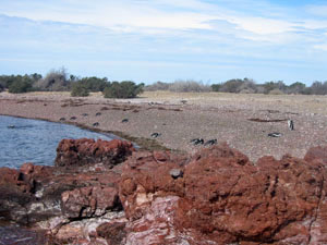 Amérique Centrale, Argentine, Peninsula Valdes, pinguins sur la plage