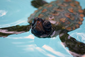 bebe tortue marine