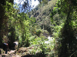 Bolivie, Camino del inca del choro, jungle dans les yungas boliviens