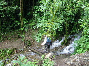 Bolivie, Camino del inca del choro, traversee d'une riviere dans les yungas boliviens