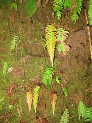 Bolivia, Cochabamba, Chapare, plantas tropicales