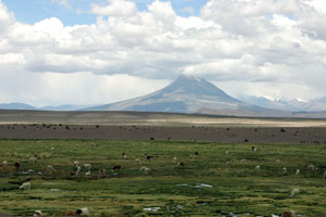 Paysage de l'Altiplano bolivien