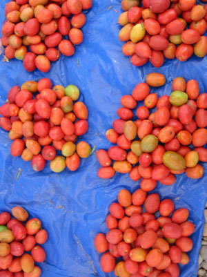 Cochabamba, Valle Alto, Cliza, tomates du marche