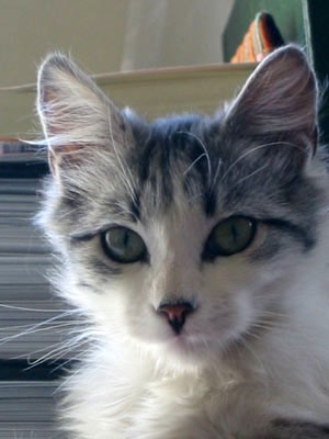gros plan de notre chatte alasita
