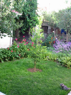 le jardin et notre chat quinoa