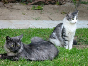 nos chats quinoa et alasita dans le jardin