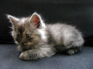 quinoa notre chaton