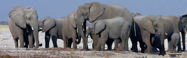 groupe d'elephants
