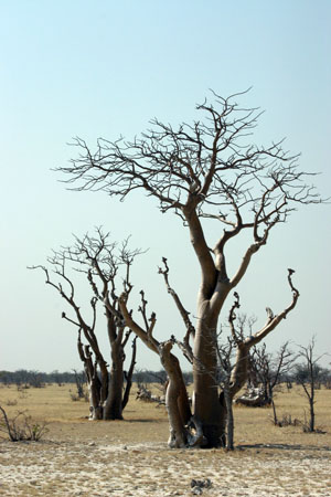 arbres dans Etosha