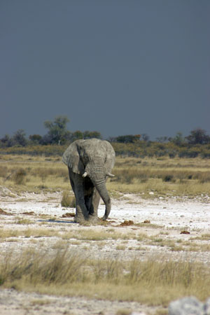 grand elephant male dans la savane