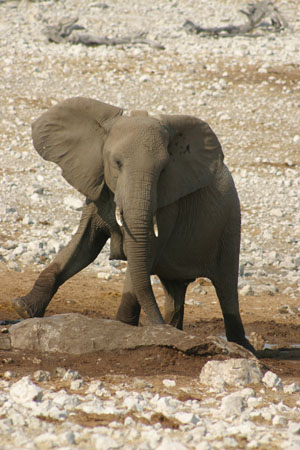 elephant qui se fache