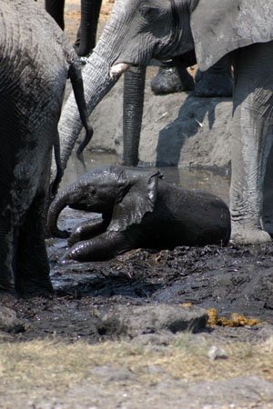 elephanteau dans la boue