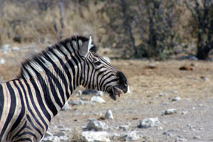 zebre de burchell