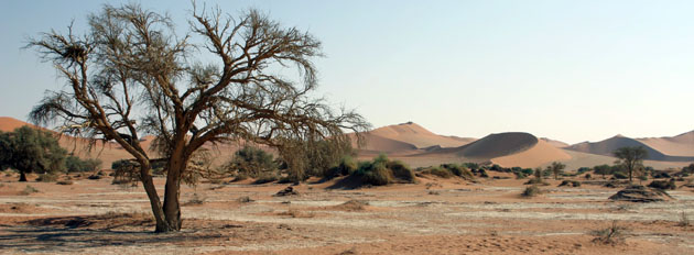 Arbre mort et paysage desertique de deadvlei