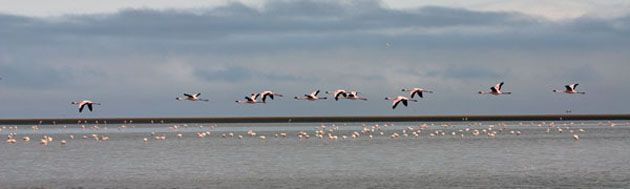 Flamands roses en vol en ligne au dessus de la mer