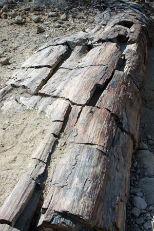 arbre fossilise
