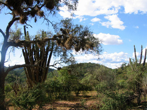 Bolivie, Cochabamba, Valle Alto, arbres et cactus geants sur paysage aride