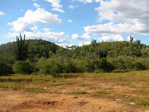 Bolivie, Cochabamba, Valle Alto, cactus geants sur paysage aride