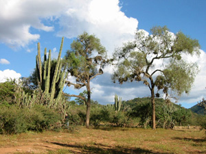 Bolivie, Cochabamba, Valle Alto, arbres et cactus geants sur paysage aride
