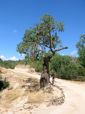 Bolivie, Valle Alto, emanuela et le palo boracho