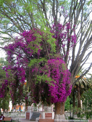 Bolivie, Cochabamba, Punata, bougainville de la grand place de punata