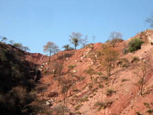 Bolivie, Cochabamba, Toro Toro, chevres sur le versant d'une montagne rouge