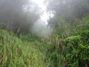 Bolivie, Cochabamba, Chapare, jungle