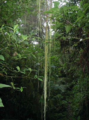 Bolivie, Cochabamba, Chapare, lianes descendant des arbres