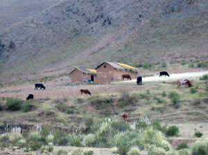 vaches et ferme dans la montagne
