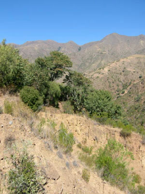 arbres et route de montagne