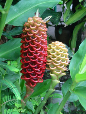 Bolivie, Cochabamba, Villa Tunari, fleurs tropicales