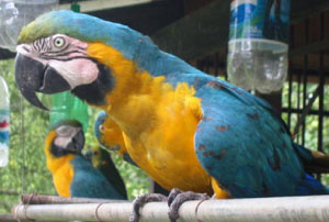 Bolivie, Cochabamba, Villa Tunari, grand ara bleu et jaune