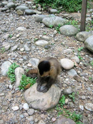 Bolivie, Cochabamba, Villa Tunari, un singe assis sur un caillou