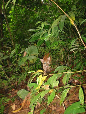 Bolivie, Cochabamba, Villa Tunari, un puma dans la nature